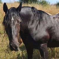 Therapiepferd –  Connemara-Pony Kara